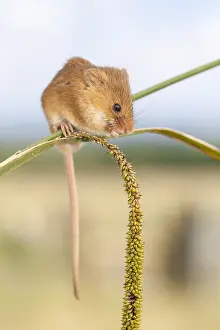 Balancing: Harvest mouse (Micromys minutus) balancing on a