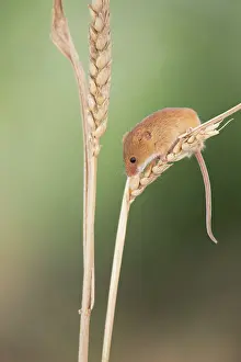 Micromys: Wheat