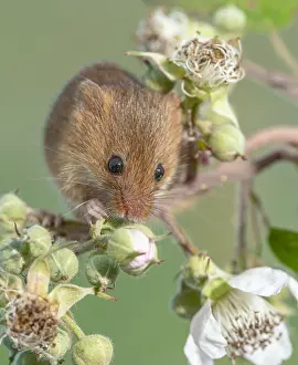Bramble: Harvest mouse (Micromys minutus) feeding on Bra