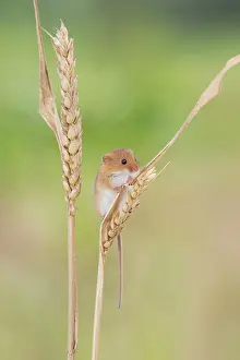 Micromys: Wheat