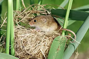 Micromys: Harvest Mouse - at nest