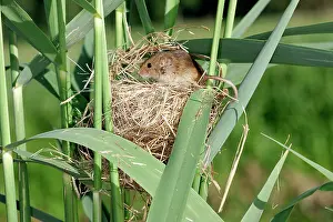 Micromys: Harvest Mouse - at nest