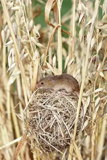 Micromys: Harvest Mouse - at nest in oats