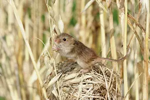 Micromys: Harvest Mouse - at nest in oats