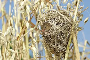 Micromys: Harvest Mouse - at nest in oats