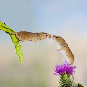 250919: Harvest mouse pair kissing