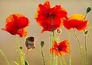 Papaver: Harvest Mouse amongst poppies in summer - GB Harvest