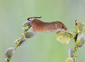 Pussy: Harvest Mouse - on pussy willow
