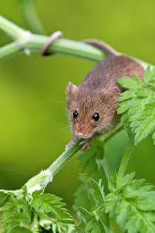 Prehensile: Harvest mouse - showing use of prehensile tail