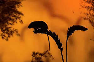 Micromys: Harvest Mouse silhouette on wheat ear at sunset