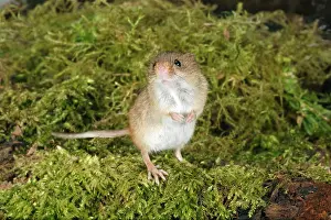 Micromys: Harvest Mouse - standing on back legs, alert