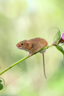 Micromys: Harvest Mouse on Stem - Devon - UK
