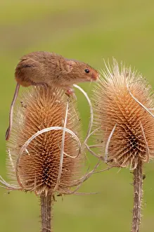 Micromys: Harvest Mouse. on teasel head - controlled conditions