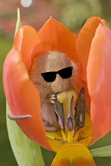 051119: Harvest Mouse, in Tulip flower wearing sunglasses