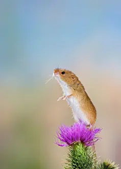 Micromys: Harvest mouse - upright on thistle