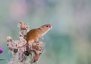 Micromys: Harvest mouse - upright on thistle