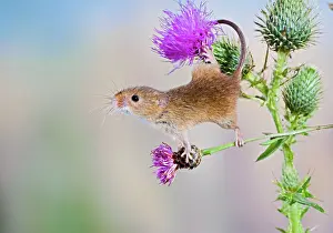 Grip: Harvest mouse - upright on thistle using tail to grip