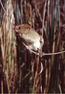 Agility: HARVEST MOUSE - using tail to aid balance