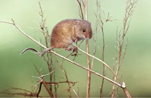 Agility: HARVEST MOUSE - using tail to balance in foliage