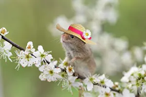 300817: Harvest Mouse, wearing straw hat
