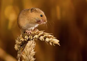 Micromys: Harvest Mouse on wheat ear
