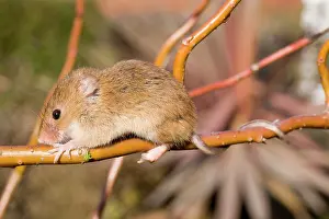 Prehensile: Harvest Mouse - on willow stem - showing use of