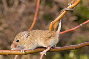 Prehensile: Harvest Mouse - on willow stem - showing use of