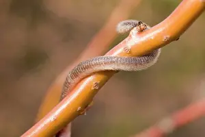 Prehensile: Harvest Mouse - on willow stem - showing use of