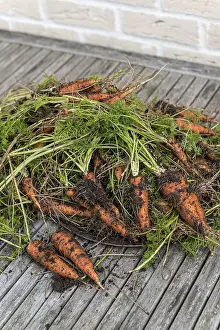 Carrot: Harvest of Nantaise carrots from an organic vegetable