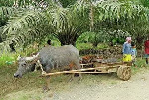 Trailer: Harvest of oilpalms - Trailer being carried by beast