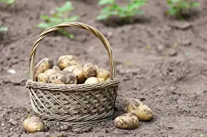 Potatoes: Harvest of potatoes Agria in a kitchen garden