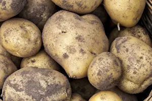 Potatoes: Harvest of potatoes Agria in a kitchen garden