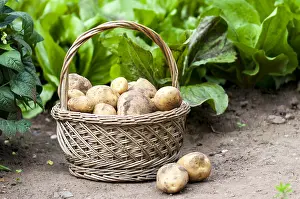 Potatoes: Harvest of potatoes Agria in a kitchen garden