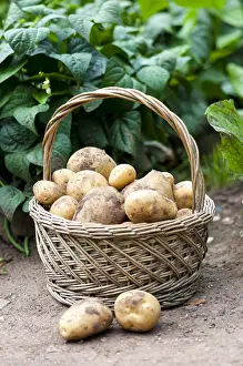 Potatoes: Harvest of potatoes Agria in a kitchen garden