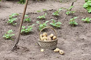 Potatoes: Harvest of potatoes Agria in a kitchen garden