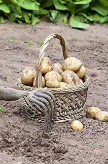 Potatoes: Harvest of potatoes Agria in a kitchen garden