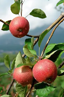 Ready: Harvest-ready Apples