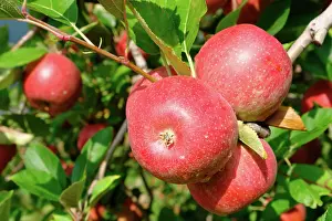 Ready: Harvest-ready Apples