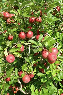 Ready: Harvest-ready Apples