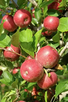 Ready: Harvest-ready Apples