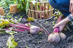 110219: Harvest of red beets in a kitchen garden, Autumn
