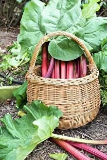 Kitchen: Harvest of rhubarb in a kitchen garden