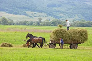 Carts: Harvest time with horse and cart