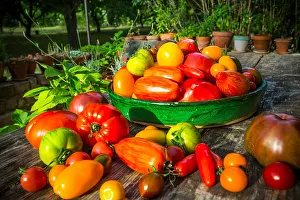 Solanum: Harvest of tomatoes in a garden ; Tomatoes: Rose