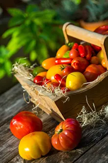 Solanum: Harvest of tomatoes in a garden ; Tomatoes: Rose