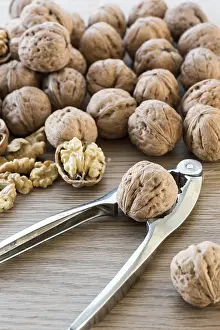 Tool: Harvest walnut from a walnut tree, summer, Moselle