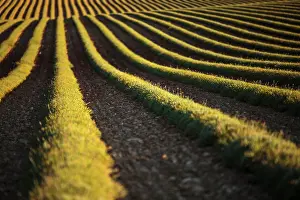 Sergio Arias: Harvested Lavender Field