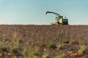 Sergio Arias: Harvested Lavender Field with farming machine