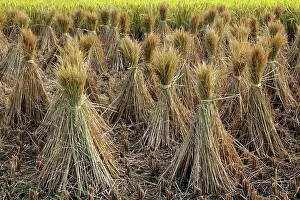 Harvested: Harvested rice, near Hongcun, China