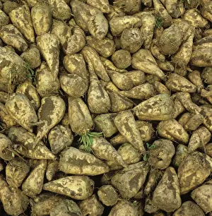 Pile: Harvested Sugar Beet Roots